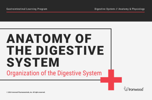 Organization of the Digestive System