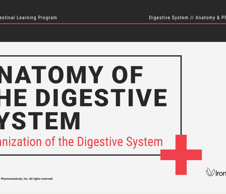 Organization of the Digestive System