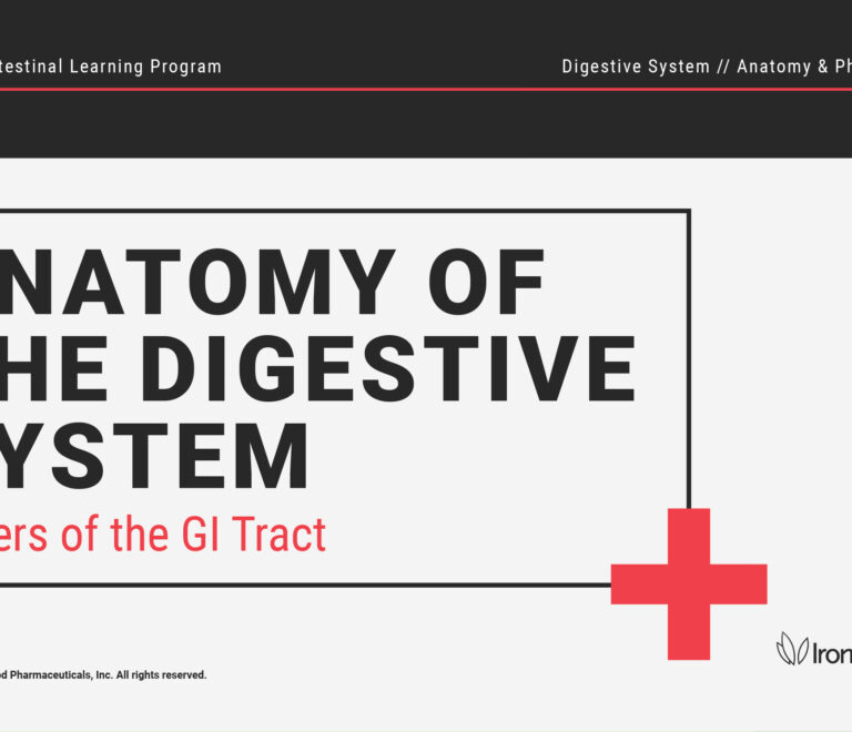 Layers of the GI Tract